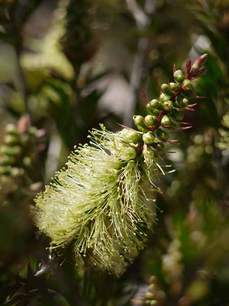 Callistemon viridiflorus Australian Borders