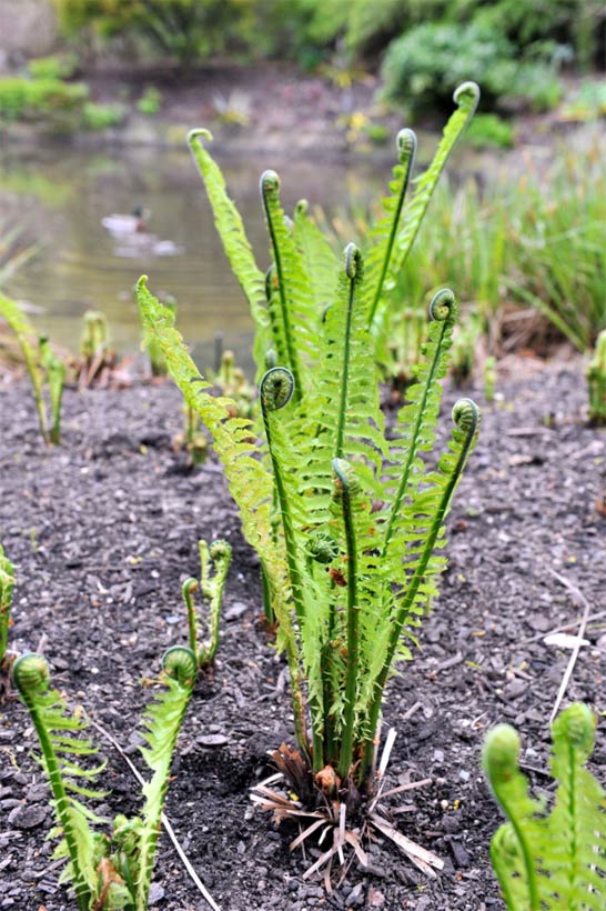 Matteuccia struthiopteris is commonly known as the ostrich or shuttlecock fern.