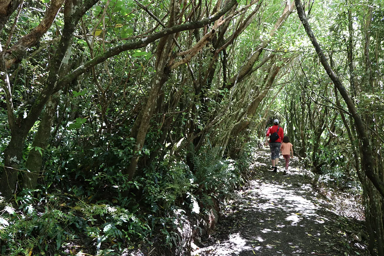 Photo of Pineapple Track