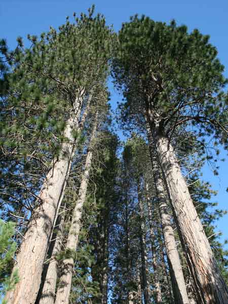Pinus Ponderosa
