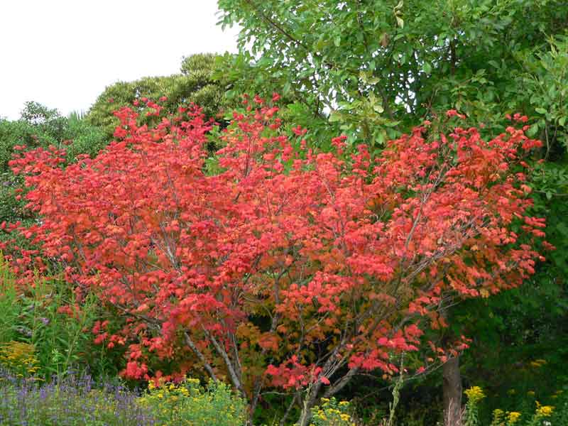 Acer circinatum North American Border