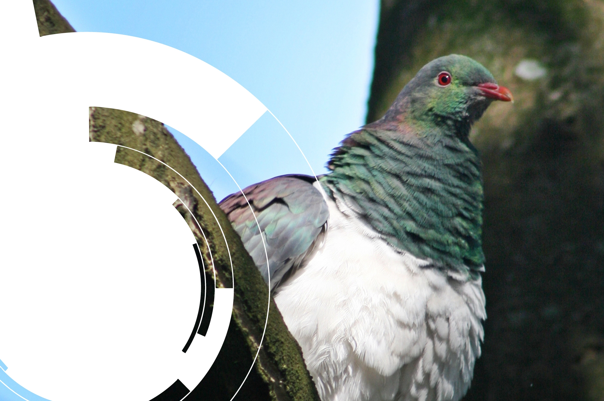Dunedin Botanic Garden Photo Competition