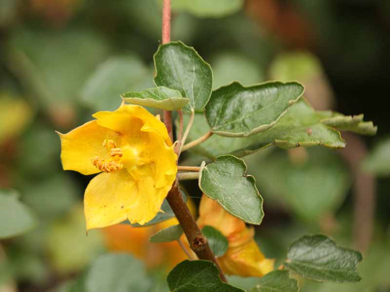 Fremontodendron mexicanum Mexican Border