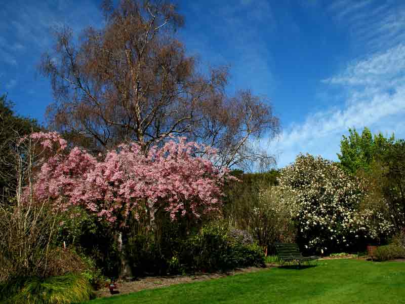 FNorth Asian Border Prunus
