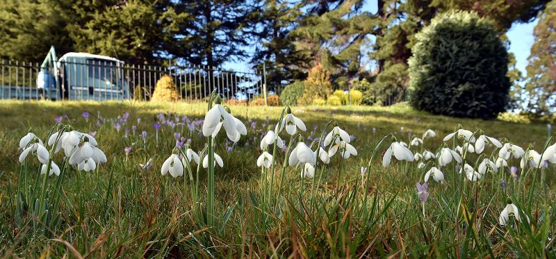 Galanthus ‘S. Arnott’ originated from the home of Samuel Arnott, the then provost of Dumfries.