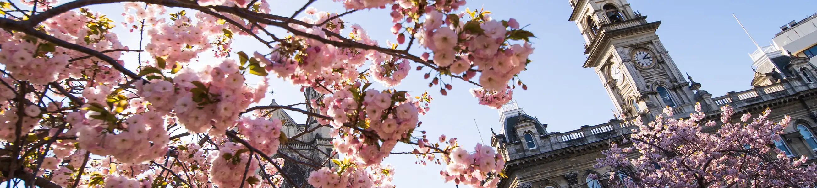 Dunedin isite Visitor Centre banner