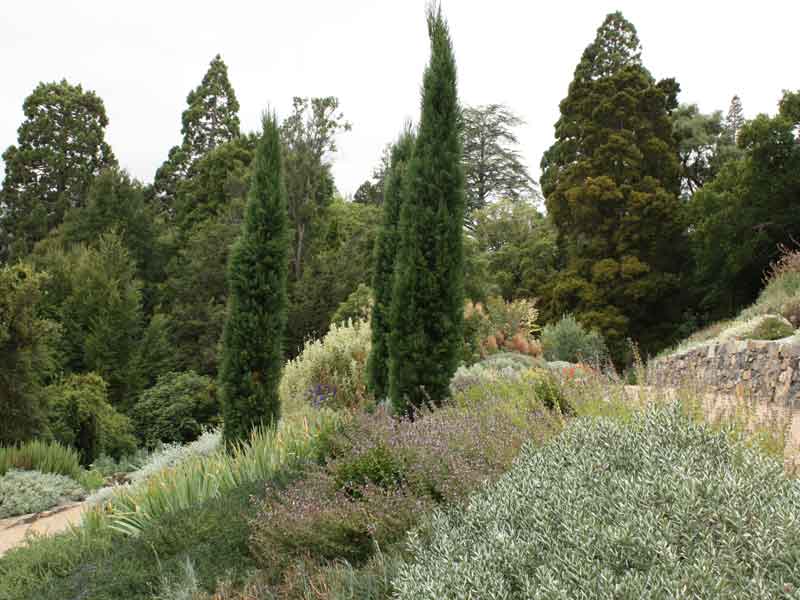 Mediterranean garden