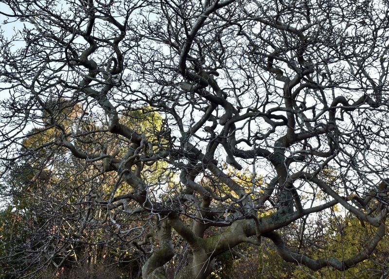 Magnolia x soulangeana 