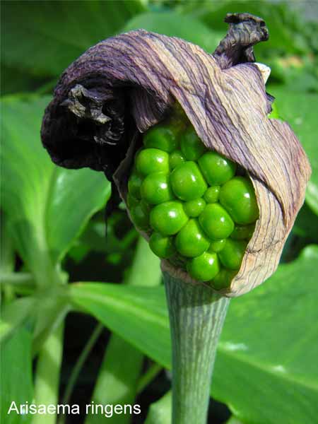 Arisaema ringens