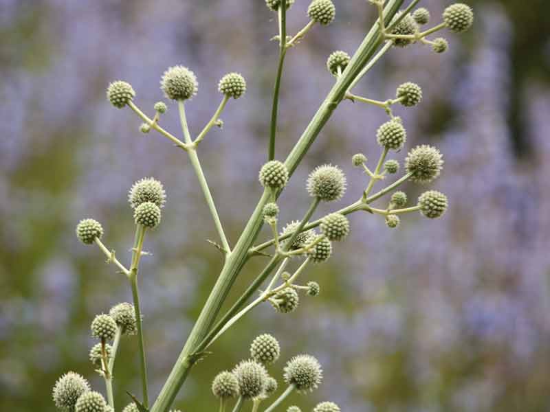 South American Border Plant