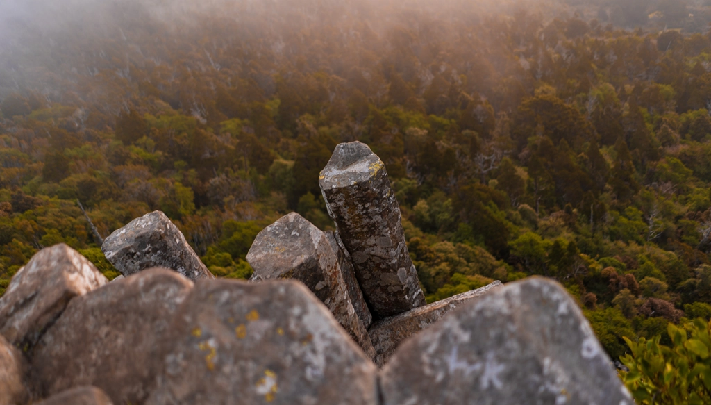 Organ Pipes