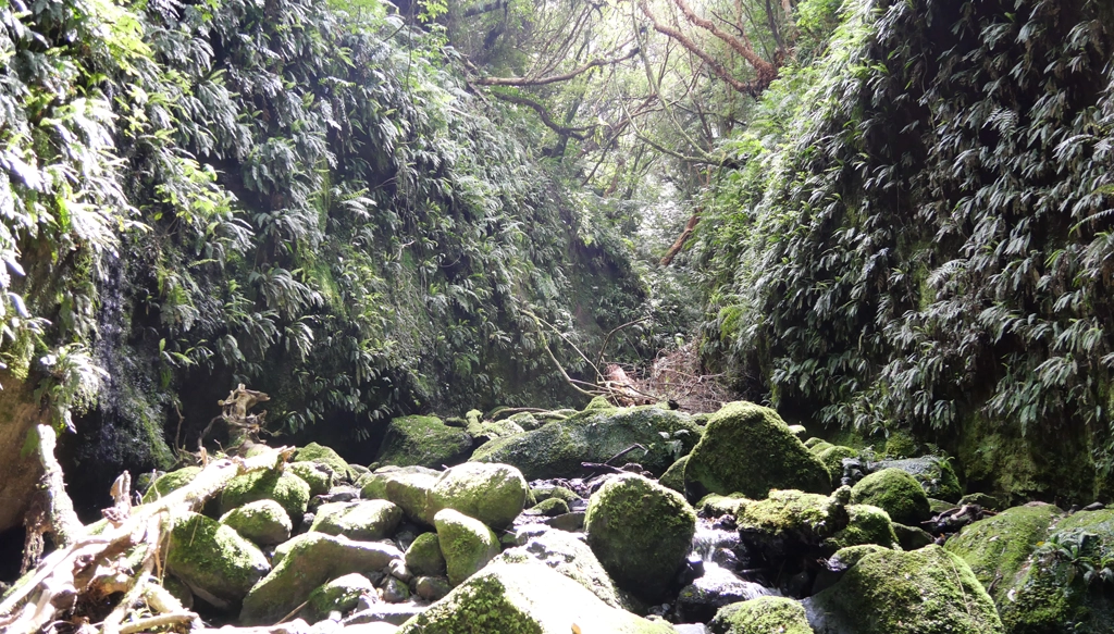 Nicols Creek Track