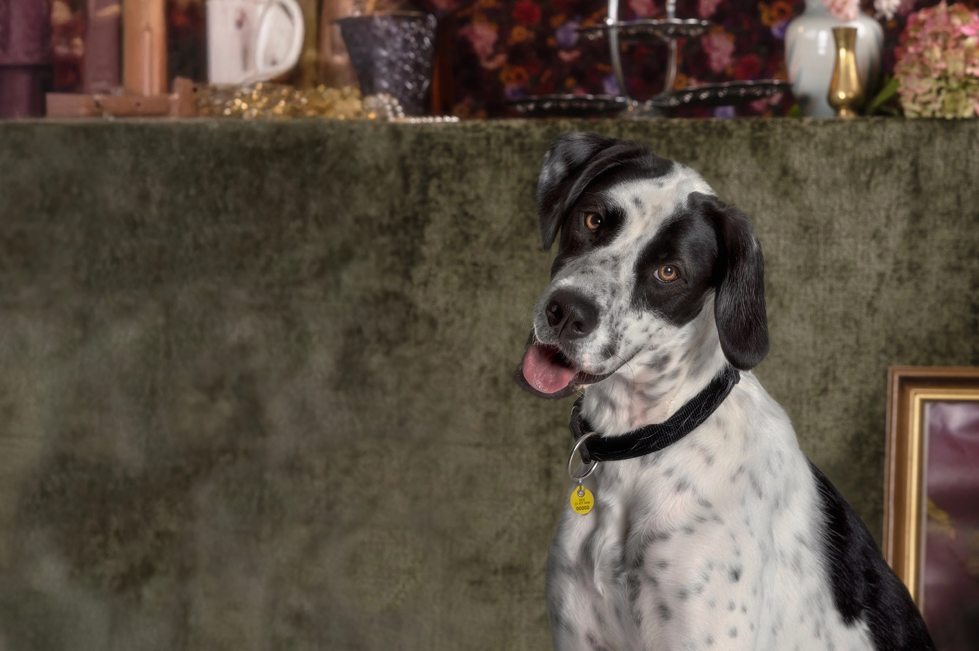 Dog registration 2026