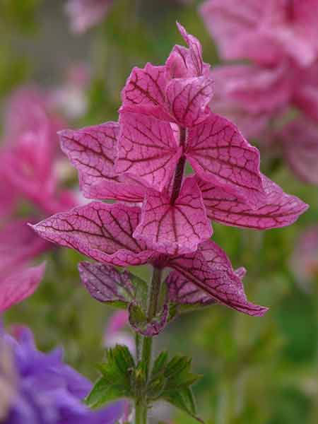 Salvia-viridis.jpg