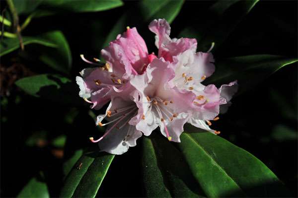 Rhododendron ‘Christmas Cheer’