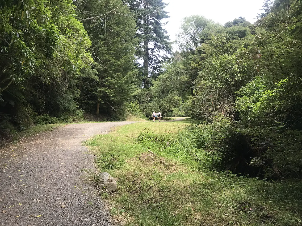 Photo of Mt Cargill Walking Track