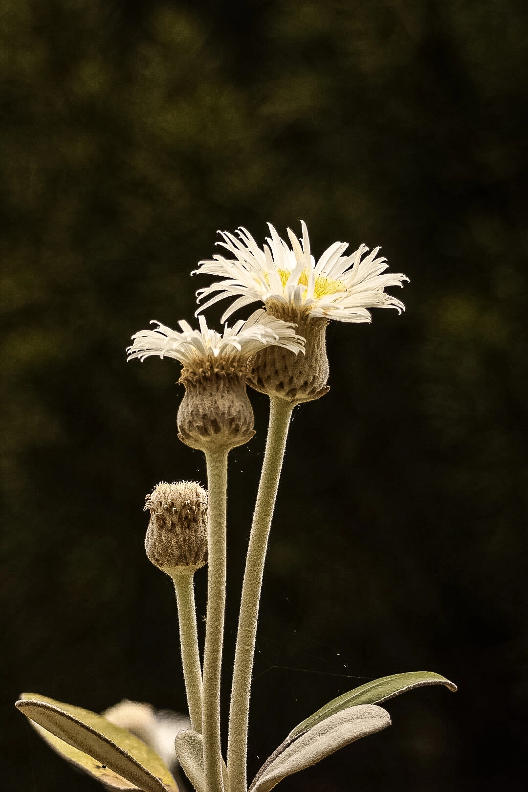 Hugo Siloy – The Three Stages of Bloom