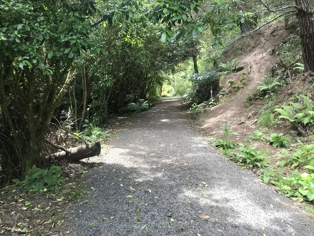 Photo of Mt Cargill Walking Track