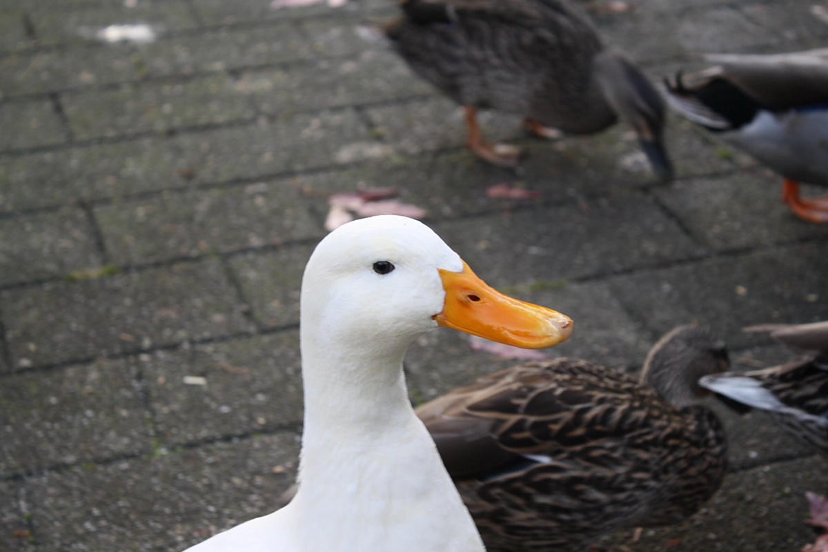 Lucas Kingsbury – The White Duck