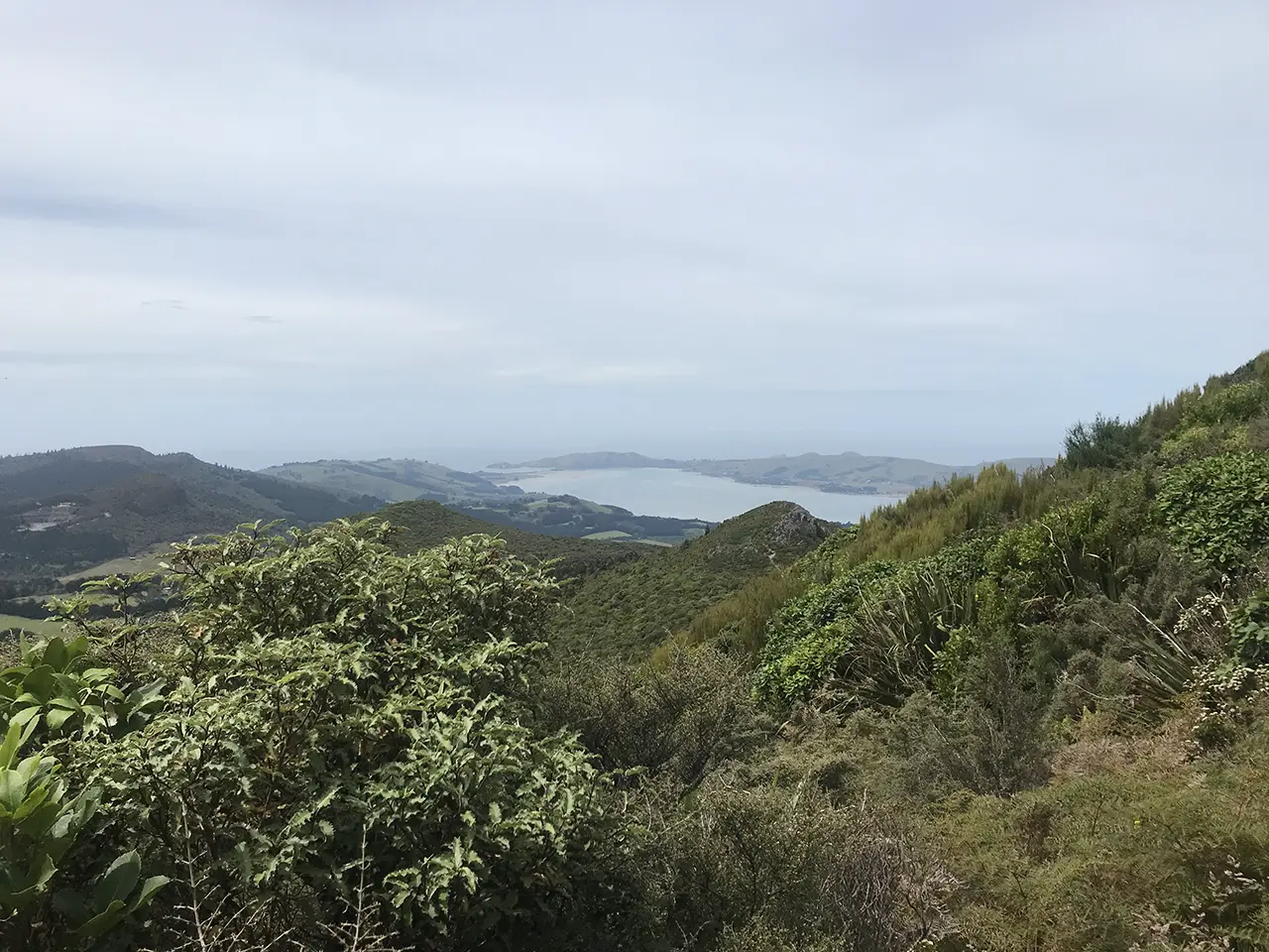 Photo of Mt Cargill Walking Track
