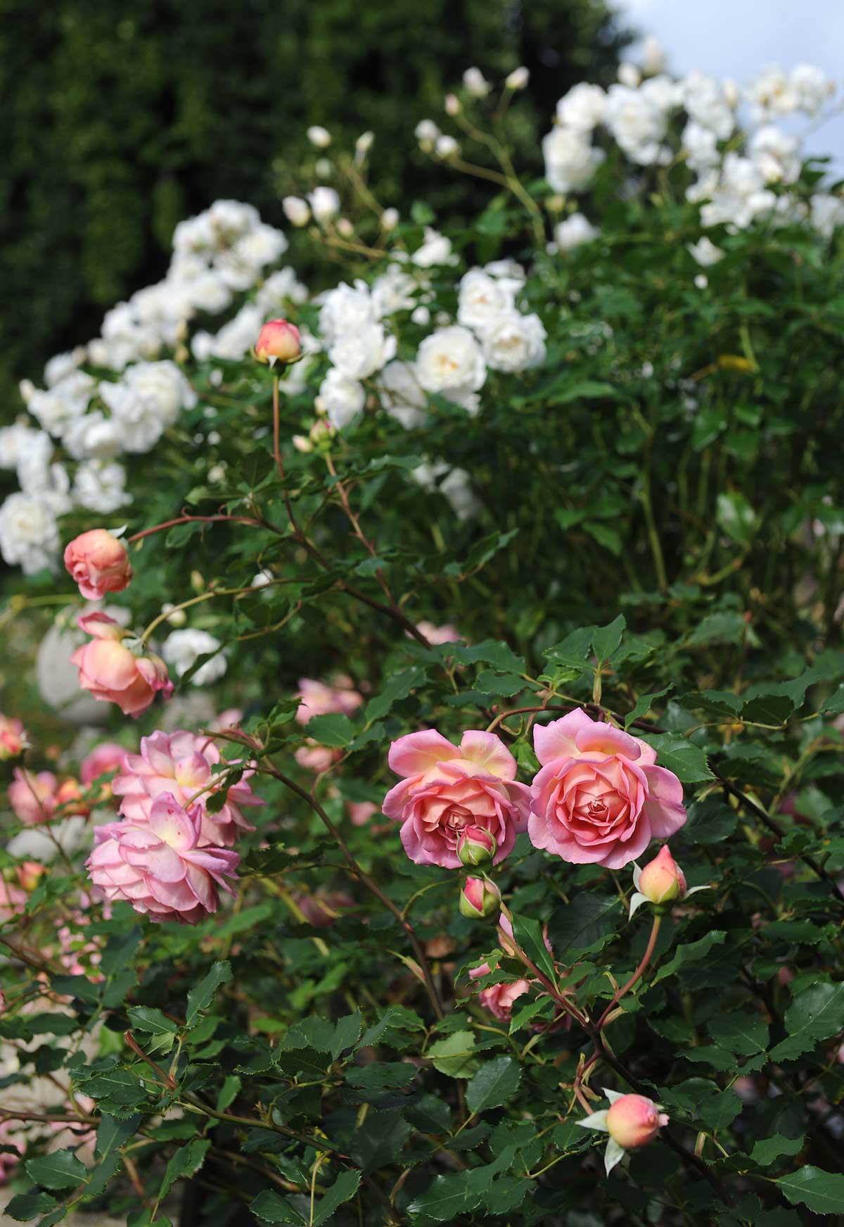 Rosa 'Jubilee Celebration' with 'Iceberg'