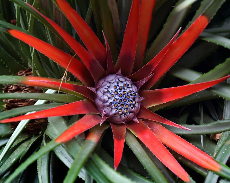 Fascicularia bicolor