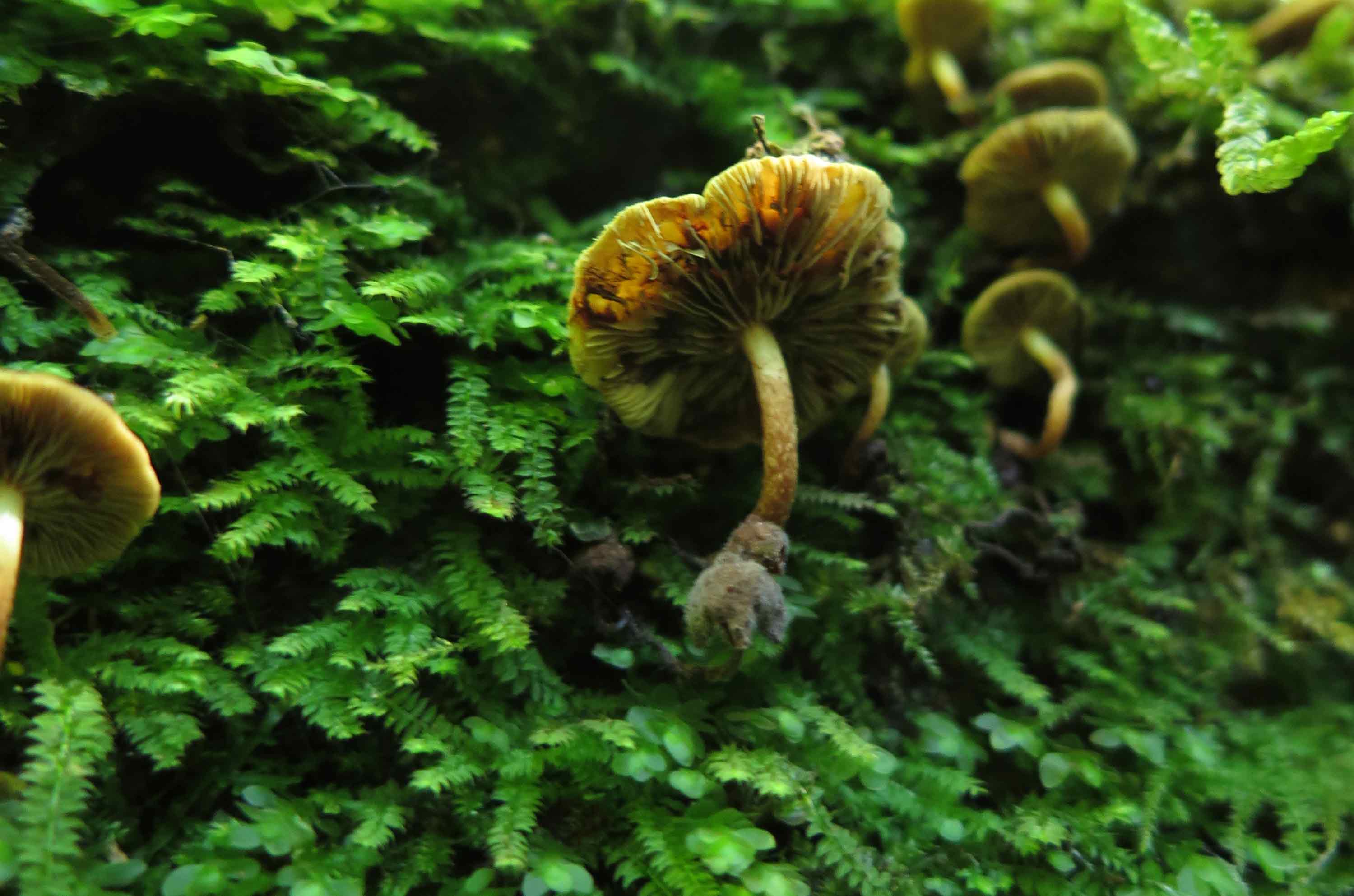 Grahams Bush Grahams Bush