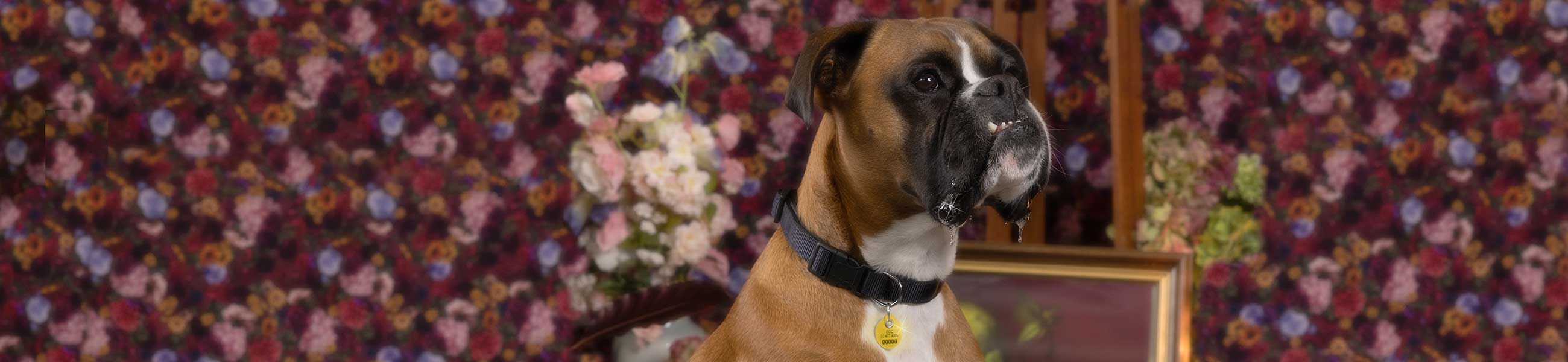 Dog registration renewal 2023