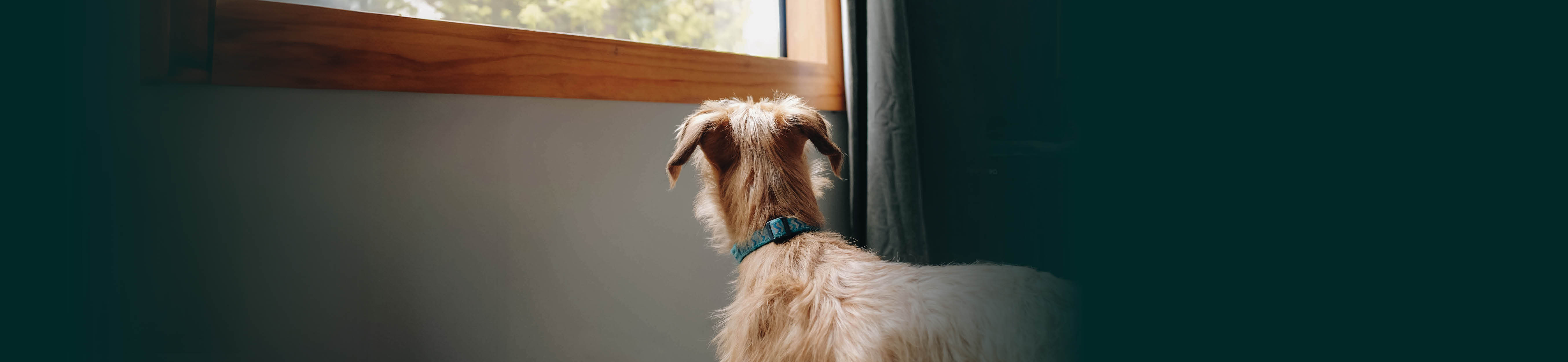 Best Friend, Best Behaviour: Tips for Dog Owners