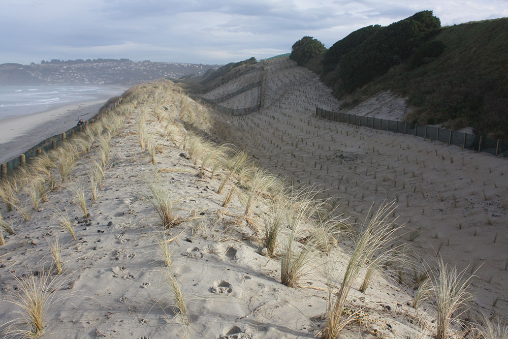 Sand dune planting at St Kilda. This planting was completed to stabilise the dune following the removal of the Tahuna outfall pipe