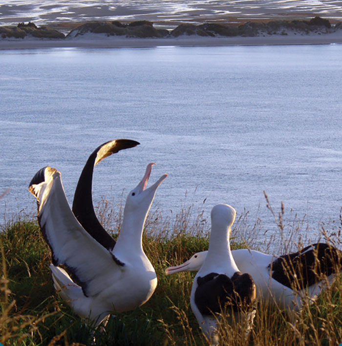 Only mainland albatross colony