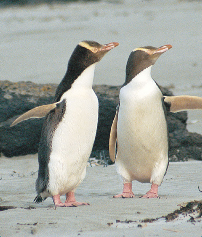 Seal and penguin colonies